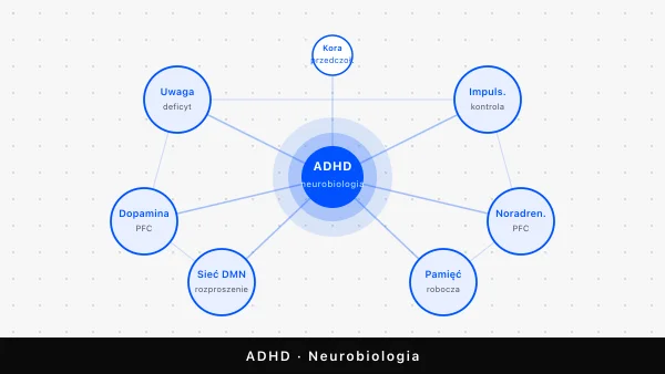 ADHD — co to jest? Definicja, neurobiologia i mity
