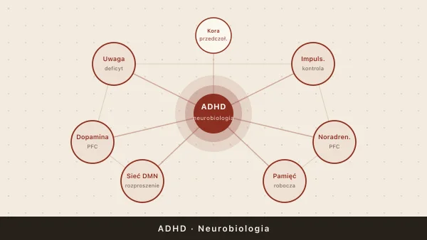 ADHD — co to jest? Definicja, neurobiologia i mity