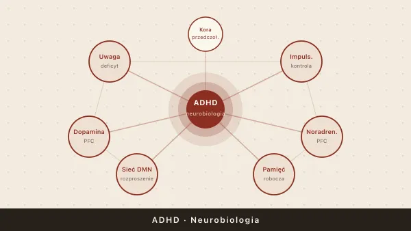 ADHD — co to jest? Definicja, neurobiologia i mity